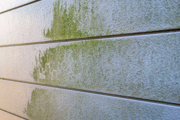 コケ・カビ・藻の発生