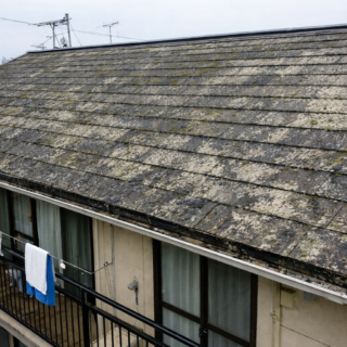 コケ・カビ・藻の発生