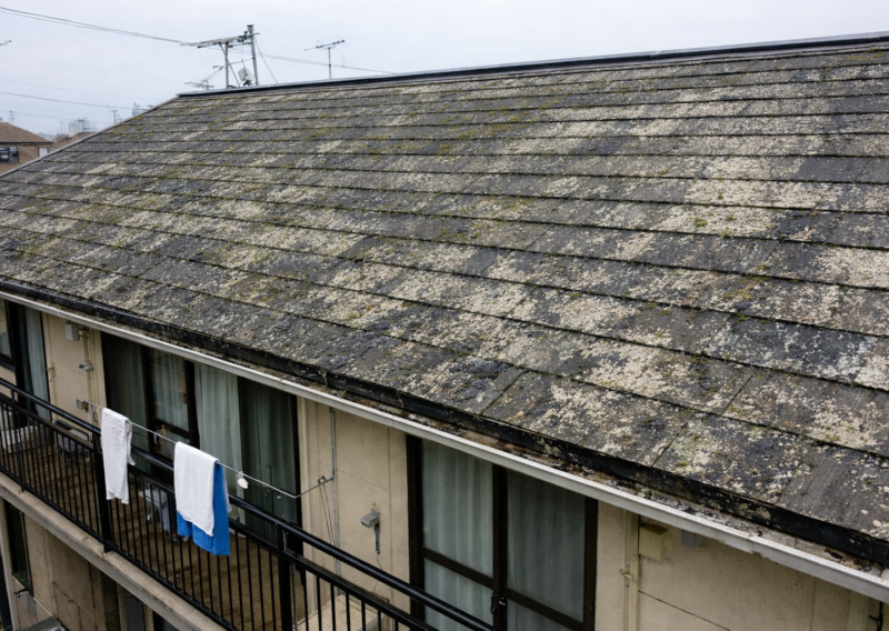 コケ・カビ・藻の発生