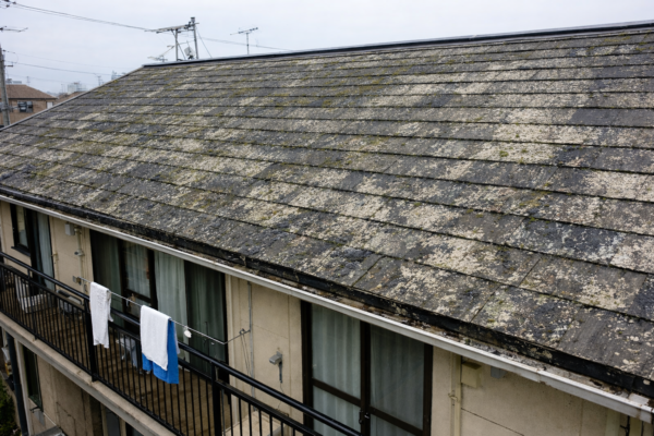 コケ・カビ・藻の発生